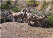 Bighorn sheep