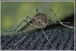 Mosquito_thumb.jpg